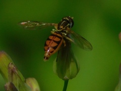 Toxomerus floralis