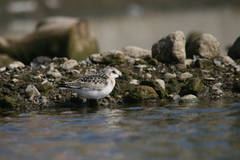 Calidris alba