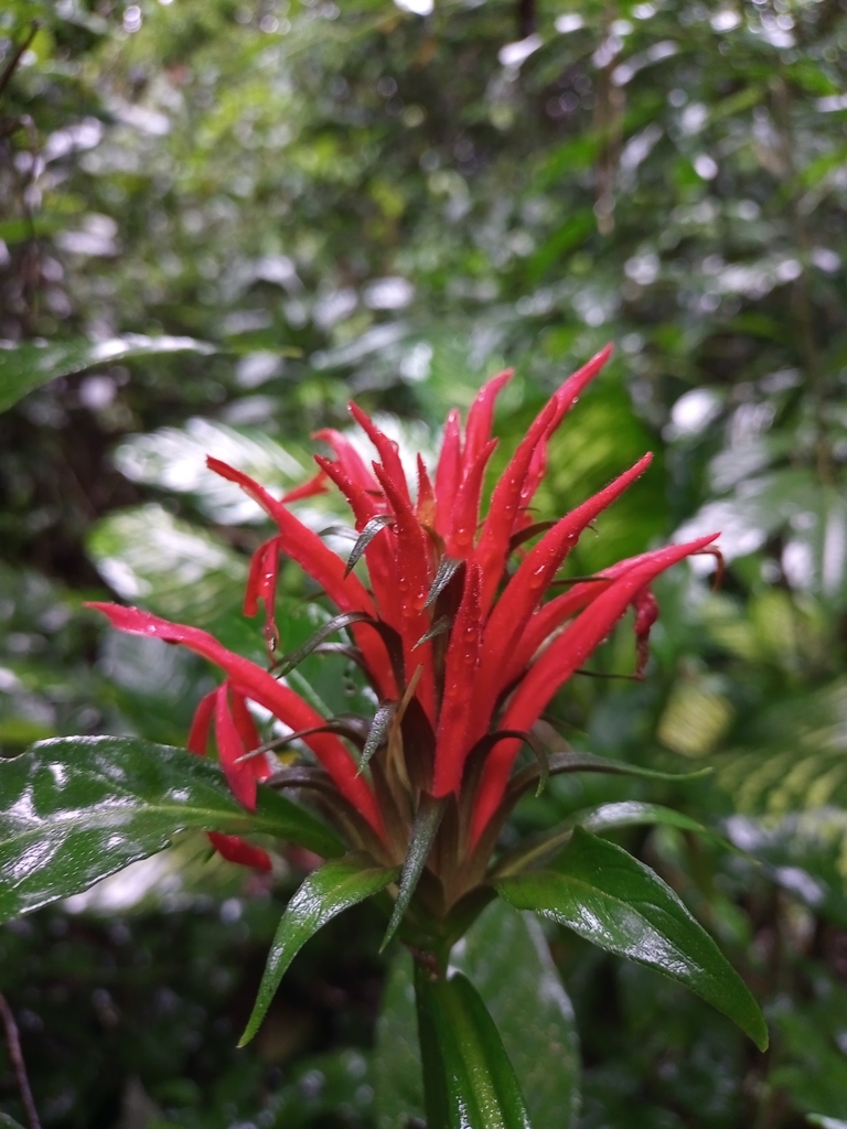 Aphelandra wendtii