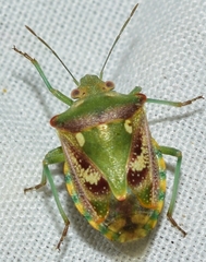 Chroantha ornatula