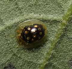 Plagiometriona microcera