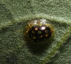 Plagiometriona microcera