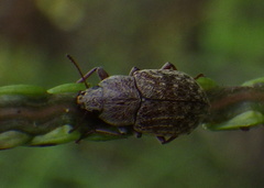 Epitragodes tomentosus