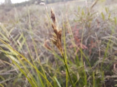 Carex silicea