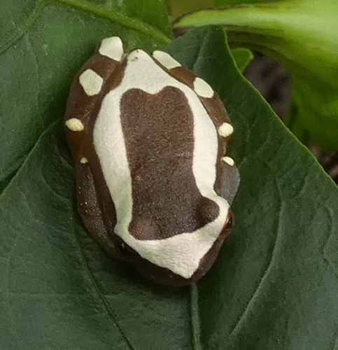 Elegant Forest Treefrog, Dendropsophus elegans