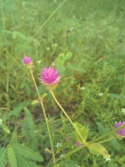 Gomphrena nitida