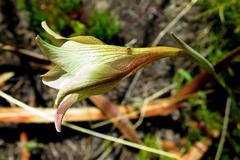 Gladiolus longicollis longicollis