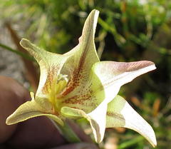Gladiolus longicollis longicollis