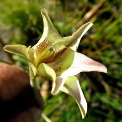 Gladiolus longicollis longicollis