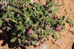 Hermannia spinosa