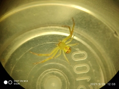 Thomisidae