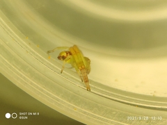 Thomisidae