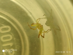 Thomisidae