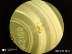 Thomisidae