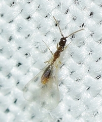 Leptanilla