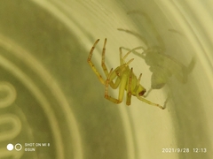 Thomisidae
