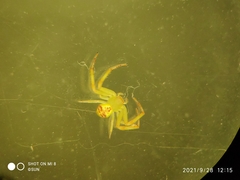 Thomisidae