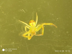 Thomisidae
