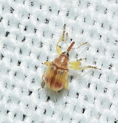 Pericartiellus durieui