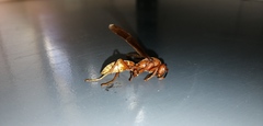 Polistes mexicanus