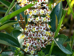 Miconia stenostachya