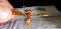 Polistes mexicanus