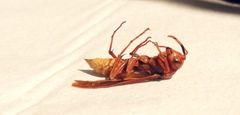 Polistes mexicanus