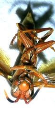 Polistes mexicanus