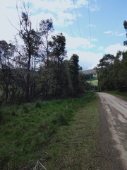 Salix × reichardtii