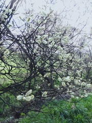 Salix × reichardtii