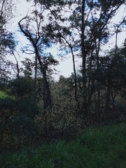 Salix × reichardtii