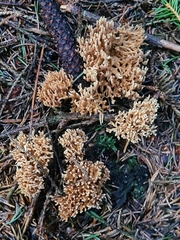 Phaeoclavulina eumorpha
