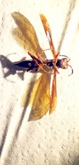 Polistes mexicanus