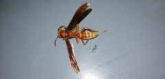 Polistes mexicanus