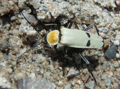 Chauliognathus misellus