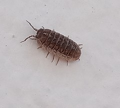 Porcellio laevis