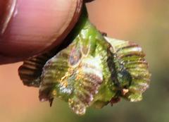 Osteospermum sinuatum sinuatum