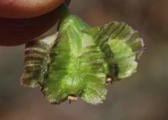 Osteospermum sinuatum sinuatum