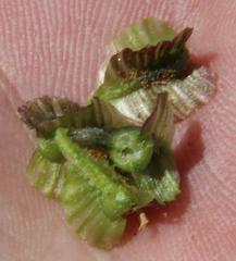 Osteospermum sinuatum sinuatum