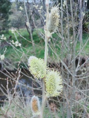 Salix × reichardtii