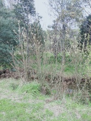 Salix × reichardtii