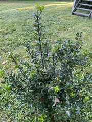 Ilex × meserveae