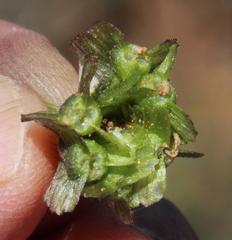 Osteospermum sinuatum sinuatum