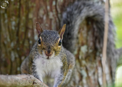 Sciurus carolinensis