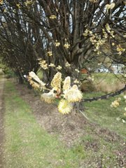 Salix × reichardtii