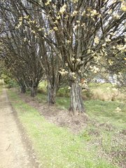 Salix × reichardtii