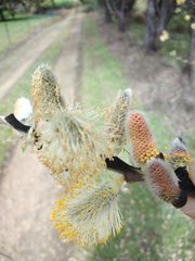 Salix × reichardtii