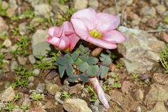 Oxalis convexula