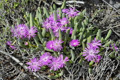 Brianhuntleya intrusa