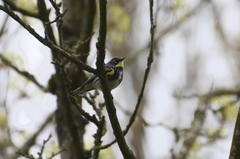Setophaga coronata coronata × auduboni